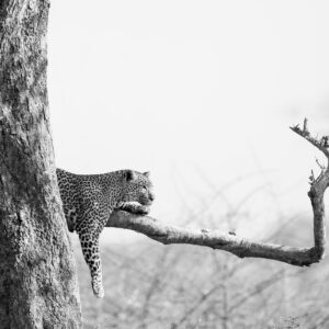 A leopard's tale