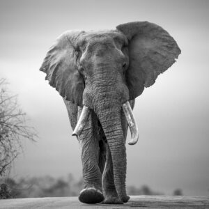 Amarula