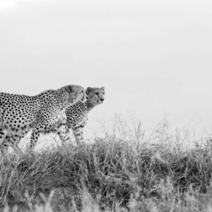 Brothers in spots