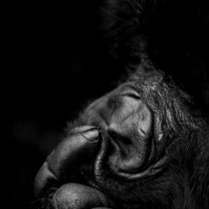Contemplate