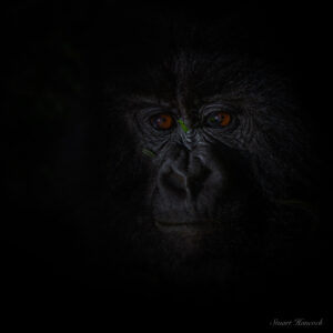 Emerge