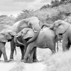 Family Embrace