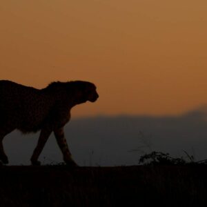 Into the Twilight