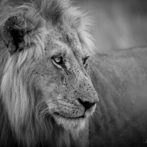 Ngati King
