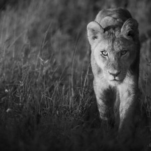 Prowl
