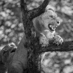 Snarl