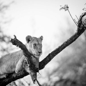 Tree Climbing Lion