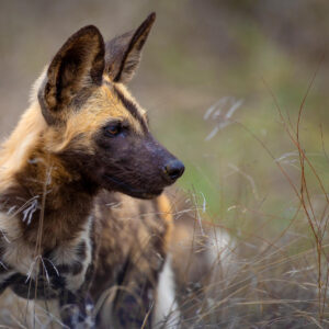 Wilddog Portrait