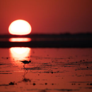 Stilt Sunset