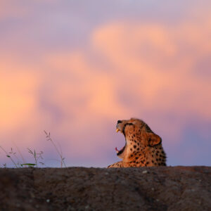 Sunset Yawn - Cheetah