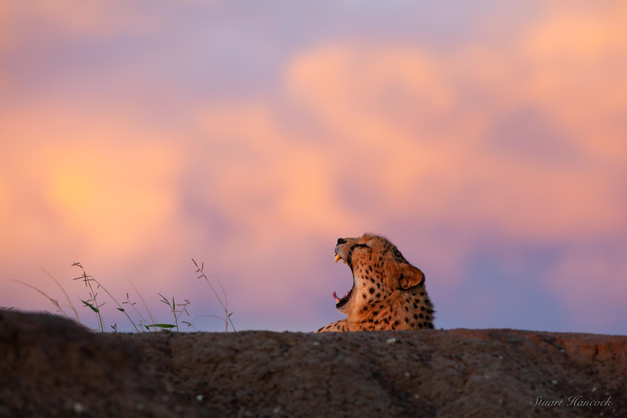 Sunset Yawn - Cheetah
