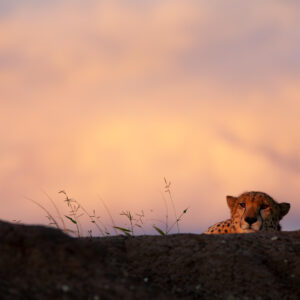 Sunset Stare - Cheetah