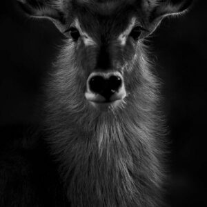 Waterbuck